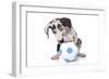 Puppies 037-Andrea Mascitti-Framed Photographic Print