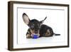 Puppies 041-Andrea Mascitti-Framed Photographic Print