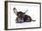 Puppies 041-Andrea Mascitti-Framed Photographic Print