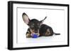 Puppies 041-Andrea Mascitti-Framed Photographic Print