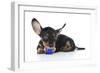 Puppies 041-Andrea Mascitti-Framed Photographic Print