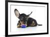 Puppies 041-Andrea Mascitti-Framed Photographic Print