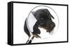 Puppies 042-Andrea Mascitti-Framed Stretched Canvas