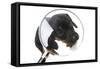 Puppies 042-Andrea Mascitti-Framed Stretched Canvas