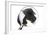 Puppies 042-Andrea Mascitti-Framed Photographic Print