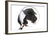 Puppies 042-Andrea Mascitti-Framed Photographic Print