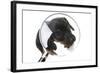 Puppies 042-Andrea Mascitti-Framed Photographic Print