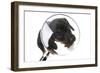 Puppies 042-Andrea Mascitti-Framed Photographic Print