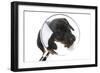 Puppies 042-Andrea Mascitti-Framed Photographic Print