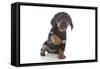 Puppies 043-Andrea Mascitti-Framed Stretched Canvas