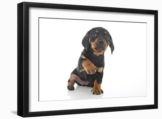 Puppies 043-Andrea Mascitti-Framed Photographic Print