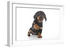 Puppies 043-Andrea Mascitti-Framed Photographic Print