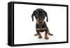 Puppies 044-Andrea Mascitti-Framed Stretched Canvas