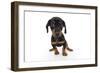 Puppies 044-Andrea Mascitti-Framed Photographic Print