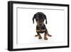 Puppies 044-Andrea Mascitti-Framed Photographic Print