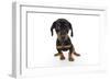 Puppies 044-Andrea Mascitti-Framed Photographic Print