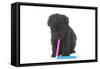 Puppies 048-Andrea Mascitti-Framed Stretched Canvas