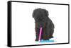 Puppies 048-Andrea Mascitti-Framed Stretched Canvas