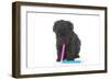 Puppies 048-Andrea Mascitti-Framed Photographic Print