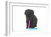 Puppies 048-Andrea Mascitti-Framed Photographic Print