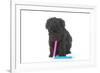 Puppies 048-Andrea Mascitti-Framed Photographic Print