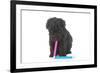 Puppies 048-Andrea Mascitti-Framed Photographic Print