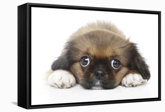 Puppies 049-Andrea Mascitti-Framed Stretched Canvas
