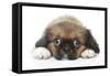 Puppies 049-Andrea Mascitti-Framed Stretched Canvas