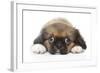 Puppies 049-Andrea Mascitti-Framed Photographic Print