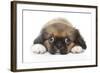 Puppies 049-Andrea Mascitti-Framed Photographic Print