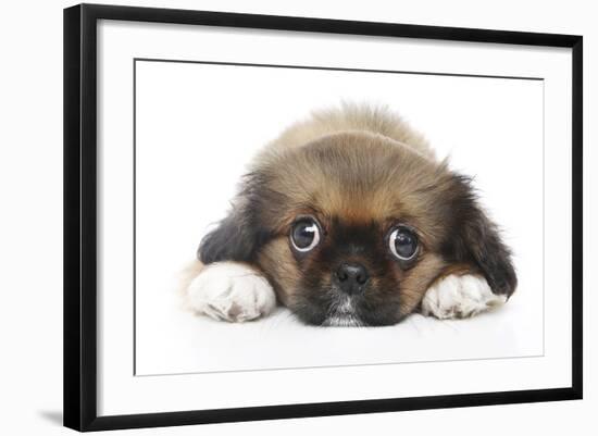 Puppies 049-Andrea Mascitti-Framed Photographic Print