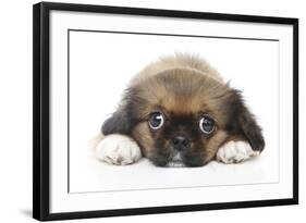 Puppies 049-Andrea Mascitti-Framed Photographic Print