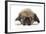 Puppies 049-Andrea Mascitti-Framed Photographic Print