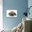 Puppies 049-Andrea Mascitti-Mounted Photographic Print displayed on a wall