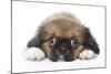 Puppies 049-Andrea Mascitti-Mounted Photographic Print