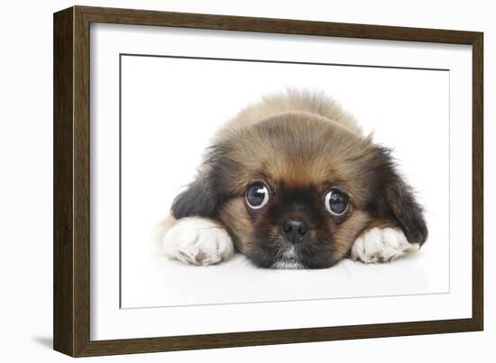 Puppies 049-Andrea Mascitti-Framed Photographic Print