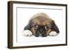 Puppies 049-Andrea Mascitti-Framed Photographic Print