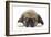 Puppies 049-Andrea Mascitti-Framed Photographic Print