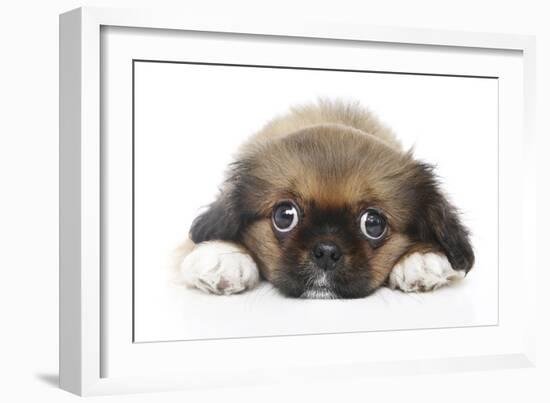 Puppies 049-Andrea Mascitti-Framed Photographic Print