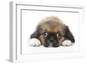 Puppies 049-Andrea Mascitti-Framed Photographic Print