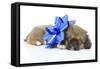 Puppies 050-Andrea Mascitti-Framed Stretched Canvas