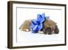 Puppies 050-Andrea Mascitti-Framed Photographic Print