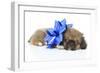 Puppies 050-Andrea Mascitti-Framed Photographic Print