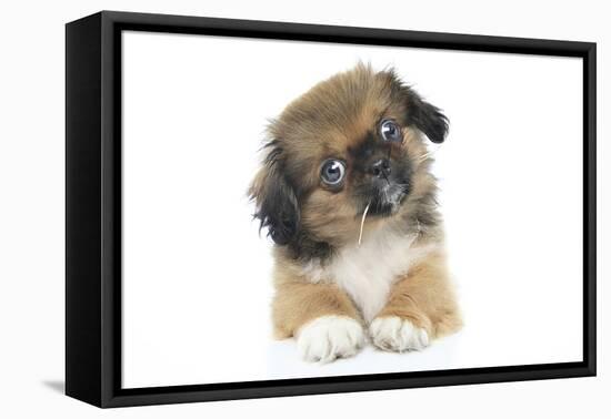 Puppies 051-Andrea Mascitti-Framed Stretched Canvas