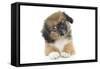 Puppies 051-Andrea Mascitti-Framed Stretched Canvas