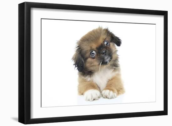 Puppies 051-Andrea Mascitti-Framed Photographic Print