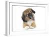 Puppies 051-Andrea Mascitti-Framed Photographic Print