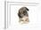 Puppies 051-Andrea Mascitti-Framed Photographic Print