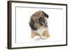 Puppies 051-Andrea Mascitti-Framed Photographic Print