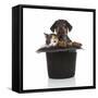 Puppies 052-Andrea Mascitti-Framed Stretched Canvas
